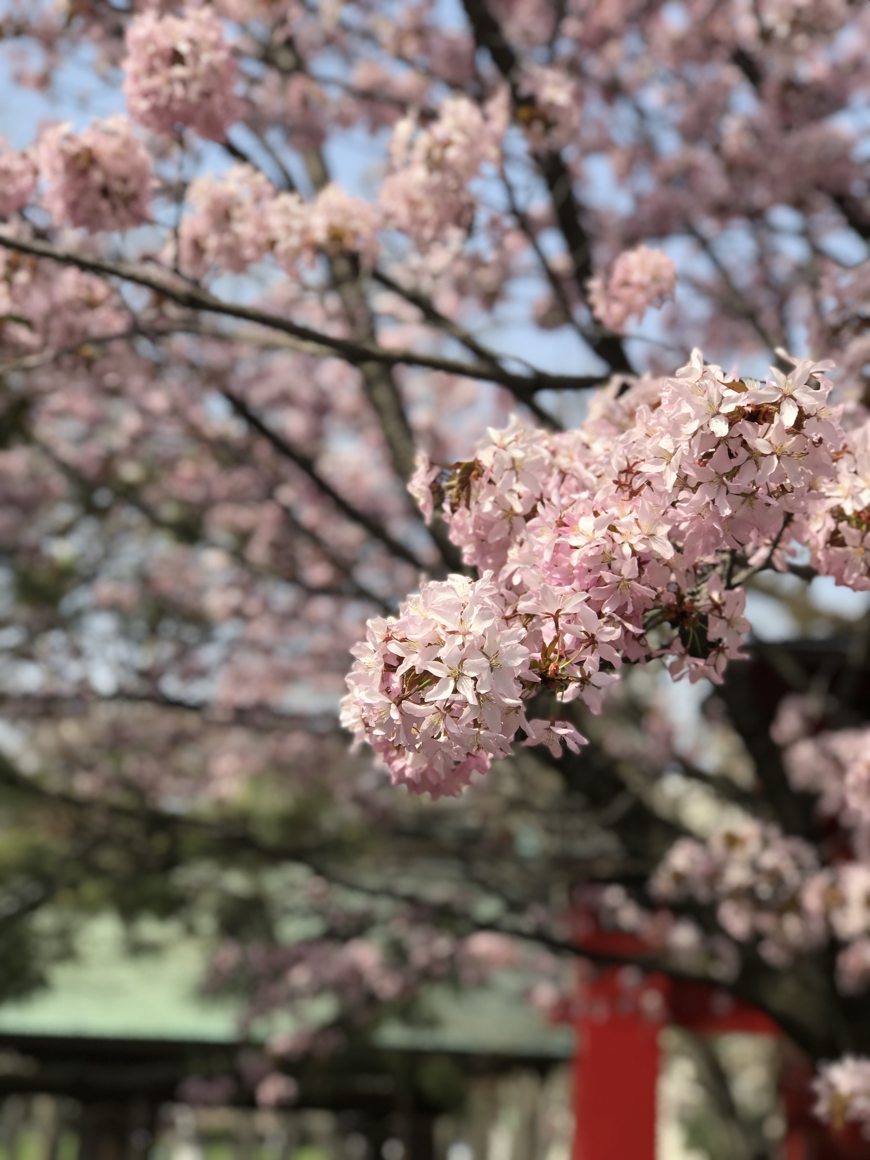 GW前半でもうおなかいっぱい