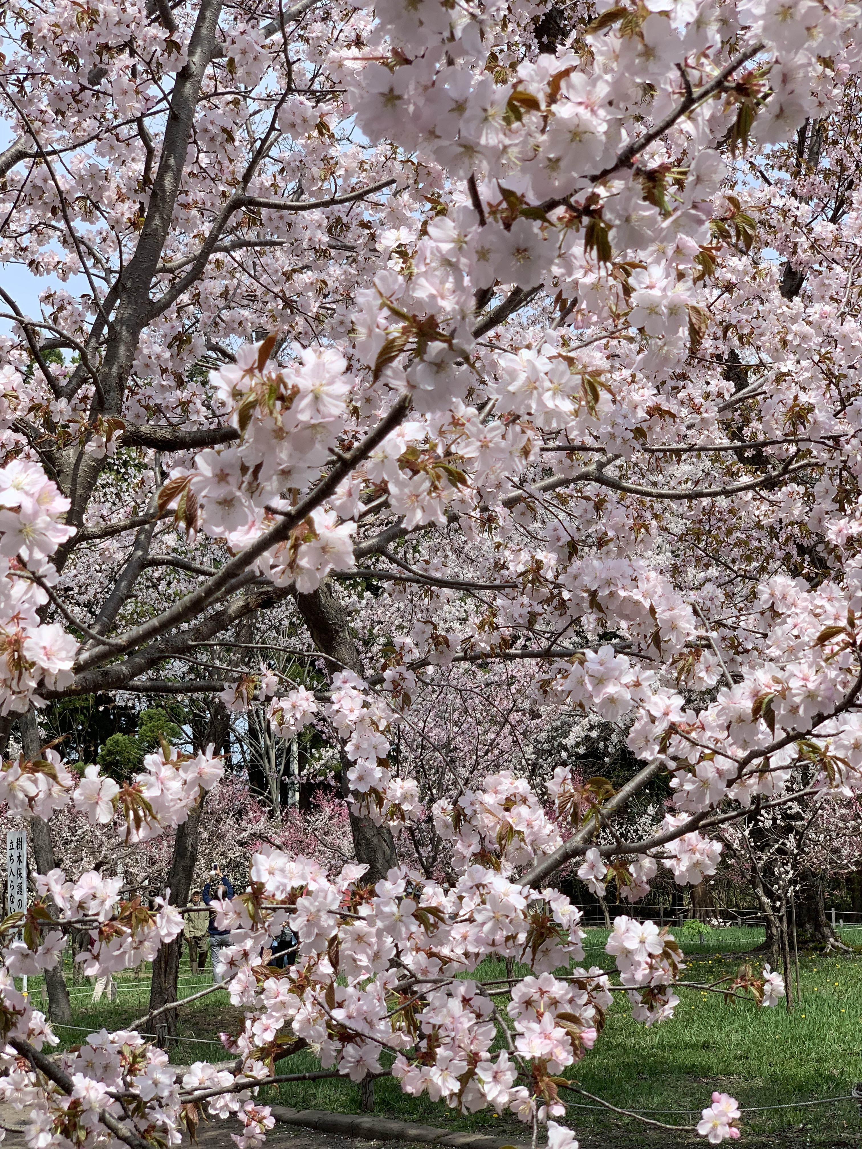 点と直線の距離を求める公式とその証明